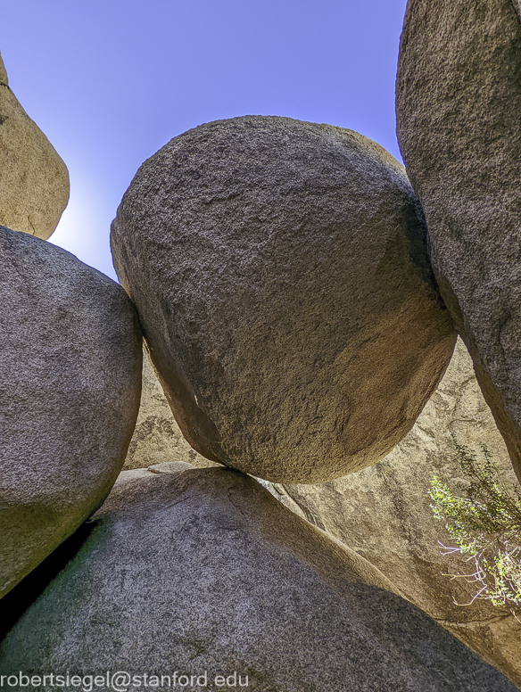 Desert Biogeography of Joshua Tree National Park